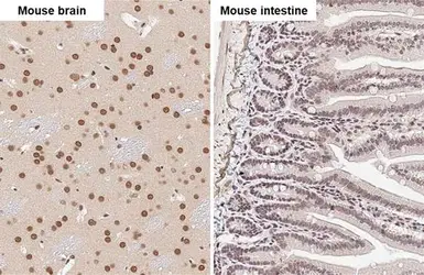 Anti-FUS antibody [HL2454] used in IHC (Paraffin sections) (IHC-P). GTX638772