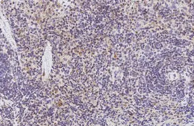 Anti-Hemoglobin epsilon antibody [HL2457] used in IHC (Paraffin sections) (IHC-P). GTX638775