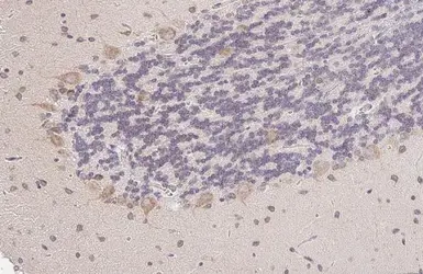 Anti-Nucleobindin 1 antibody [HL2532] used in IHC (Paraffin sections) (IHC-P). GTX638901