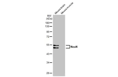 Anti-NeuN antibody [HL2550] used in Western Blot (WB). GTX638922