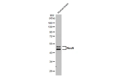 Anti-NeuN antibody [HL2550] used in Western Blot (WB). GTX638922