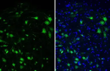 Anti-NeuN antibody [HL2550] used in IHC (Frozen sections) (IHC-Fr). GTX638922