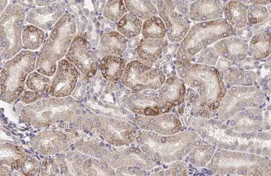 Anti-ROBO1 antibody [HL2559] used in IHC (Paraffin sections) (IHC-P). GTX638936
