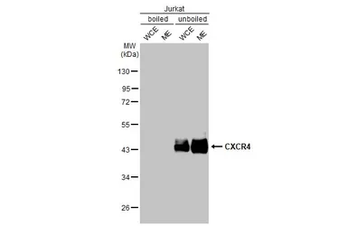 Anti-CXCR4 antibody [HL2612] used in Western Blot (WB). GTX639064