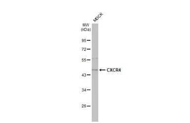 Anti-CXCR4 antibody [HL2612] used in Western Blot (WB). GTX639064