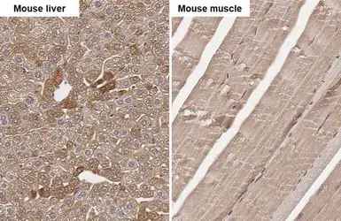 Anti-ANP antibody [HL2617] used in IHC (Paraffin sections) (IHC-P). GTX639071