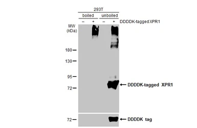 Anti-XPR1 antibody [HL2631] used in Western Blot (WB). GTX639087