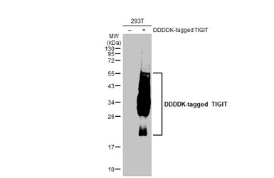 Anti-TIGIT antibody [HL2655] used in Western Blot (WB). GTX639114