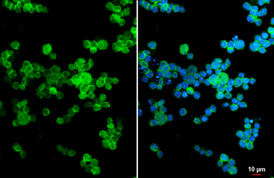 Anti-FPRL1 antibody [HL2664] used in Immunocytochemistry/ Immunofluorescence (ICC/IF). GTX639328