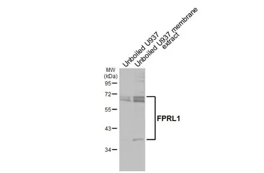 Anti-FPRL1 antibody [HL2664] used in Western Blot (WB). GTX639328