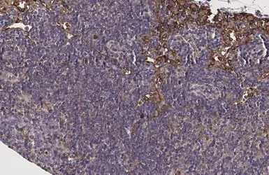 Anti-FPRL1 antibody [HL2664] used in IHC (Paraffin sections) (IHC-P). GTX639328
