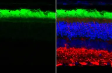 Anti-Rhodopsin antibody [HL2668] used in IHC (Paraffin sections) (IHC-P). GTX639332