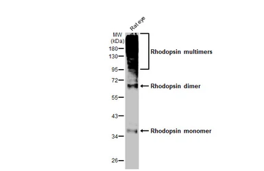 Anti-Rhodopsin antibody [HL2668] used in Western Blot (WB). GTX639332