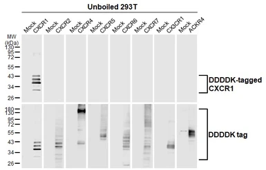 Anti-CXCR1 antibody [HL2674] used in  (). GTX639338