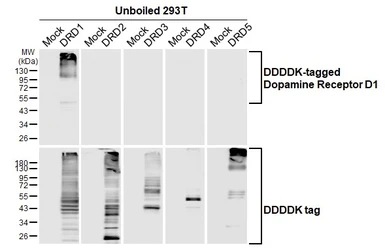 Anti-Dopamine Receptor D1 antibody [HL2680] used in Western Blot (WB). GTX639344