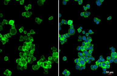 Anti-CHI3L1 antibody [HL2708] used in Immunocytochemistry/ Immunofluorescence (ICC/IF). GTX639462