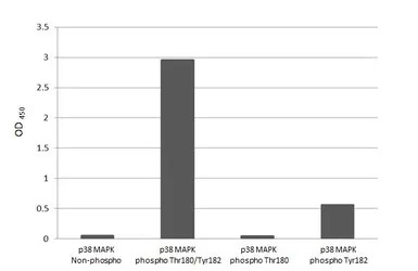 Anti-p38 MAPK (phospho Thr180 / Tyr182) antibody [HL2742] used in  (). GTX639571
