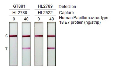 Anti-Human Papillomavirus type 18 E7 antibody [HL2788] used in Lateral Flow (Lateral Flow). GTX639656
