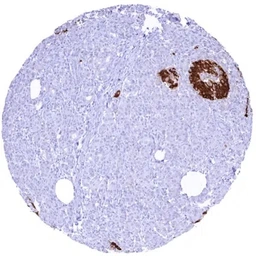 Anti-C-Peptide antibody [HMV363] HistoMAX&trade; used in IHC (Paraffin sections) (IHC-P). GTX639928