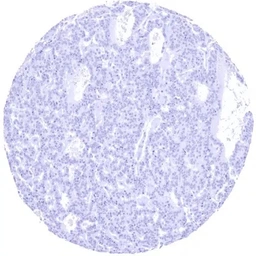 Anti-C-Peptide antibody [HMV363] HistoMAX&trade; used in IHC (Paraffin sections) (IHC-P). GTX639928