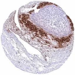 Anti-StAR antibody [HMV306] HistoMAX&trade; used in IHC (Paraffin sections) (IHC-P). GTX639930