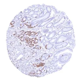 Anti-Claudin 3 antibody [HMV309] HistoMAX&trade; used in IHC (Paraffin sections) (IHC-P). GTX639933