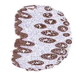 Anti-Claudin 3 antibody [HMV309] HistoMAX&trade; used in IHC (Paraffin sections) (IHC-P). GTX639933