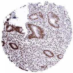 Anti-KDM6A antibody [HMV311] HistoMAX&trade; used in IHC (Paraffin sections) (IHC-P). GTX639935