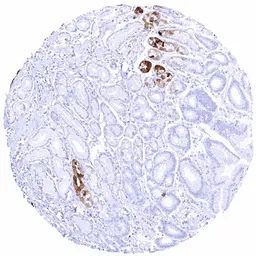 Anti-Pepsinogen I antibody [HMV318] HistoMAX&trade; used in IHC (Paraffin sections) (IHC-P). GTX639942