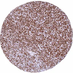 Anti-CBP antibody [HMV319] HistoMAX&trade; used in IHC (Paraffin sections) (IHC-P). GTX639943