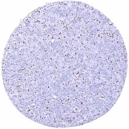 Anti-CBP antibody [HMV319] HistoMAX&trade; used in IHC (Paraffin sections) (IHC-P). GTX639943