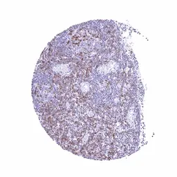 Anti-TIGIT antibody [HMV322] HistoMAX&trade; used in IHC (Paraffin sections) (IHC-P). GTX639946