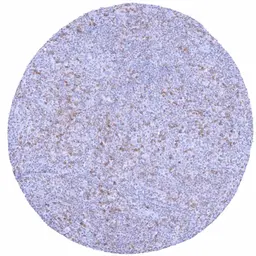 Anti-TIGIT antibody [HMV323] HistoMAX&trade; used in IHC (Paraffin sections) (IHC-P). GTX639947