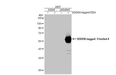 Anti-Frizzled 4 antibody [HL2824] used in Western Blot (WB). GTX640095