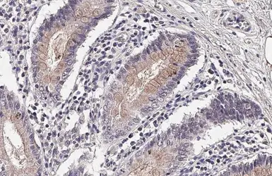 Anti-C3a Receptor antibody [HL2855] used in IHC (Paraffin sections) (IHC-P). GTX640126