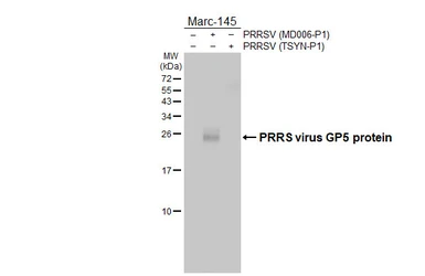 Anti-PRRS virus GP5 protein antibody [HL2872] used in Western Blot (WB). GTX640149