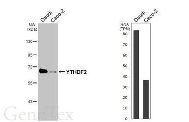 Anti-YTHDF2 antibody [HL2910] used in Western Blot (WB). GTX640253