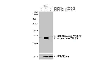 Anti-YTHDF2 antibody [HL2910] used in Western Blot (WB). GTX640253