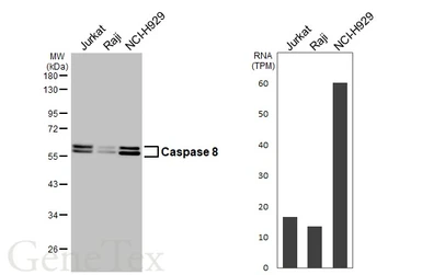 Anti-Caspase 8 antibody [HL2914] used in Western Blot (WB). GTX640257