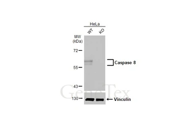 Anti-Caspase 8 antibody [HL2914] used in Western Blot (WB). GTX640257