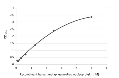 Anti-Human metapneumovirus Nucleoprotein antibody [HL2919] used in ELISA (ELISA). GTX640262