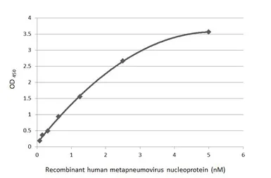 Anti-Human metapneumovirus Nucleoprotein antibody [HL2919] used in ELISA (ELISA). GTX640262