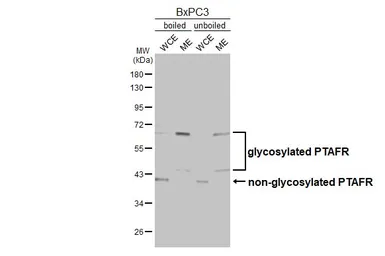 Anti-PAF Receptor antibody [HL2998] used in Western Blot (WB). GTX640408