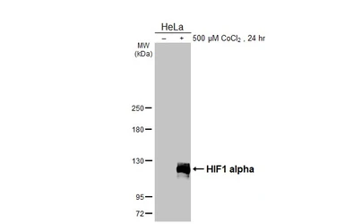 Anti-HIF1 alpha antibody [HL3011] used in Western Blot (WB). GTX640424