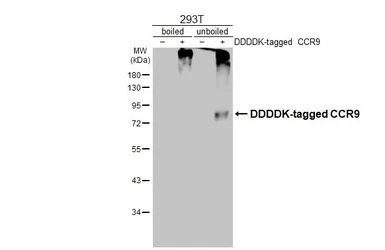 Anti-CCR9 antibody [HL3054] used in Western Blot (WB). GTX640497