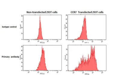 Anti-CCR7 antibody [HL3074] used in Flow cytometry (FCM). GTX640520
