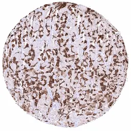 Anti-Anterior Gradient 2 antibody [HMV325] HistoMAX&trade; used in IHC (Paraffin sections) (IHC-P). GTX640557