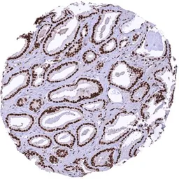 Anti-Mre11 antibody [HMV328] HistoMAX&trade; used in IHC (Paraffin sections) (IHC-P). GTX640560
