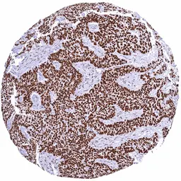 Anti-NFIX antibody [HMV329] HistoMAX&trade; used in IHC (Paraffin sections) (IHC-P). GTX640561