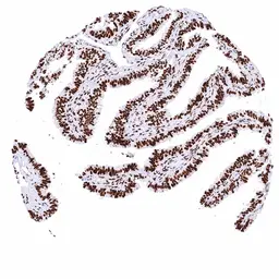 Anti-NFIX antibody [HMV329] HistoMAX&trade; used in IHC (Paraffin sections) (IHC-P). GTX640561